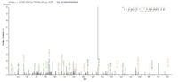 Additional SEQUEST analysis of the LC MS/MS spectra from QP6788 identified an additional between this protein and the spectra of another peptide sequence that matches a region of Thyroid hormone receptor beta confirming successful recombinant synthesis.