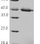 SDS-PAGE separation of QP6791 followed by commassie total protein stain results in a primary band consistent with reported data for TIMM17A. These data demonstrate Greater than 80% as determined by SDS-PAGE.