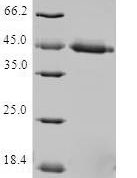 SDS-PAGE separation of QP6791 followed by commassie total protein stain results in a primary band consistent with reported data for TIMM17A. These data demonstrate Greater than 80% as determined by SDS-PAGE.