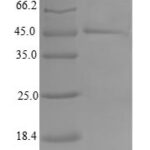 SDS-PAGE separation of QP6792 followed by commassie total protein stain results in a primary band consistent with reported data for TIMM17B. These data demonstrate Greater than 80% as determined by SDS-PAGE.