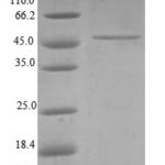 SDS-PAGE separation of QP6793 followed by commassie total protein stain results in a primary band consistent with reported data for TIMM23. These data demonstrate Greater than 80% as determined by SDS-PAGE.