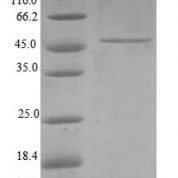 SDS-PAGE separation of QP6793 followed by commassie total protein stain results in a primary band consistent with reported data for TIMM23. These data demonstrate Greater than 80% as determined by SDS-PAGE.