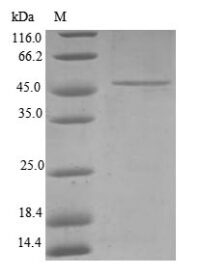 SDS-PAGE separation of QP6793 followed by commassie total protein stain results in a primary band consistent with reported data for TIMM23. These data demonstrate Greater than 80% as determined by SDS-PAGE.