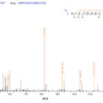 SEQUEST analysis of LC MS/MS spectra obtained from a run with QP6800 identified a match between this protein and the spectra of a peptide sequence that matches a region of TLR2 / CD282.