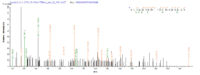 Additional SEQUEST analysis of the LC MS/MS spectra from QP6800 identified an additional between this protein and the spectra of another peptide sequence that matches a region of TLR2 / CD282 confirming successful recombinant synthesis.