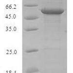 SDS-PAGE separation of QP6801 followed by commassie total protein stain results in a primary band consistent with reported data for Toll-like receptor 7. These data demonstrate Greater than 90% as determined by SDS-PAGE.