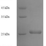 SDS-PAGE separation of QP6807 followed by commassie total protein stain results in a primary band consistent with reported data for Transmembrane protein 98. These data demonstrate Greater than 90% as determined by SDS-PAGE.