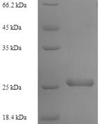 SDS-PAGE separation of QP6807 followed by commassie total protein stain results in a primary band consistent with reported data for Transmembrane protein 98. These data demonstrate Greater than 90% as determined by SDS-PAGE.