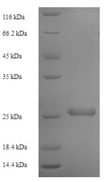 SDS-PAGE separation of QP6807 followed by commassie total protein stain results in a primary band consistent with reported data for Transmembrane protein 98. These data demonstrate Greater than 90% as determined by SDS-PAGE.