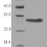 SDS-PAGE separation of QP6810 followed by commassie total protein stain results in a primary band consistent with reported data for Thioredoxin-related transmembrane protein 2. These data demonstrate Greater than 90% as determined by SDS-PAGE.