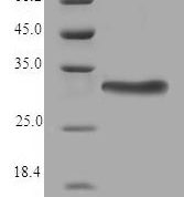 SDS-PAGE separation of QP6810 followed by commassie total protein stain results in a primary band consistent with reported data for Thioredoxin-related transmembrane protein 2. These data demonstrate Greater than 90% as determined by SDS-PAGE.