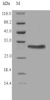 SDS-PAGE separation of QP6810 followed by commassie total protein stain results in a primary band consistent with reported data for Thioredoxin-related transmembrane protein 2. These data demonstrate Greater than 90% as determined by SDS-PAGE.