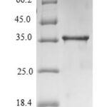 SDS-PAGE separation of QP6811 followed by commassie total protein stain results in a primary band consistent with reported data for TNF-alpha. These data demonstrate Greater than 90% as determined by SDS-PAGE.