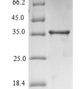 SDS-PAGE separation of QP6811 followed by commassie total protein stain results in a primary band consistent with reported data for TNF-alpha. These data demonstrate Greater than 90% as determined by SDS-PAGE.