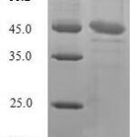 SDS-PAGE separation of QP6812 followed by commassie total protein stain results in a primary band consistent with reported data for TNF-alpha. These data demonstrate Greater than 90% as determined by SDS-PAGE.