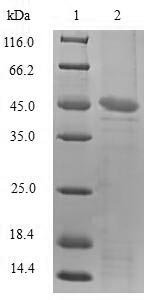 SDS-PAGE separation of QP6812 followed by commassie total protein stain results in a primary band consistent with reported data for TNF-alpha. These data demonstrate Greater than 90% as determined by SDS-PAGE.