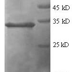 SDS-PAGE separation of QP6813 followed by commassie total protein stain results in a primary band consistent with reported data for TNFAIP6. These data demonstrate Greater than 90% as determined by SDS-PAGE.