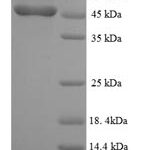 SDS-PAGE separation of QP6814 followed by commassie total protein stain results in a primary band consistent with reported data for TNFR2 / CD120b / TNFRSF1B. These data demonstrate Greater than 90% as determined by SDS-PAGE.