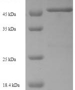 SDS-PAGE separation of QP6815 followed by commassie total protein stain results in a primary band consistent with reported data for DR6 / TNFRSF21. These data demonstrate Greater than 90% as determined by SDS-PAGE.