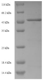 SDS-PAGE separation of QP6815 followed by commassie total protein stain results in a primary band consistent with reported data for DR6 / TNFRSF21. These data demonstrate Greater than 90% as determined by SDS-PAGE.