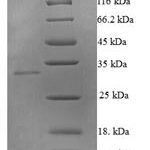 SDS-PAGE separation of QP6817 followed by commassie total protein stain results in a primary band consistent with reported data for TNFSF10 / TRAIL / APO-2L. These data demonstrate Greater than 90% as determined by SDS-PAGE.