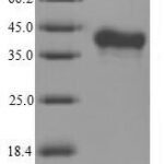 SDS-PAGE separation of QP6818 followed by commassie total protein stain results in a primary band consistent with reported data for RANKL / OPGL / TNFSF11 / CD254. These data demonstrate Greater than 90% as determined by SDS-PAGE.