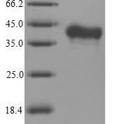 SDS-PAGE separation of QP6818 followed by commassie total protein stain results in a primary band consistent with reported data for RANKL / OPGL / TNFSF11 / CD254. These data demonstrate Greater than 90% as determined by SDS-PAGE.