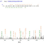 SEQUEST analysis of LC MS/MS spectra obtained from a run with QP6822 identified a match between this protein and the spectra of a peptide sequence that matches a region of p53 / TP53.