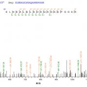 SEQUEST analysis of LC MS/MS spectra obtained from a run with QP6822 identified a match between this protein and the spectra of a peptide sequence that matches a region of p53 / TP53.