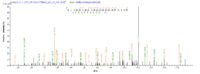 SEQUEST analysis of LC MS/MS spectra obtained from a run with QP6822 identified a match between this protein and the spectra of a peptide sequence that matches a region of p53 / TP53.