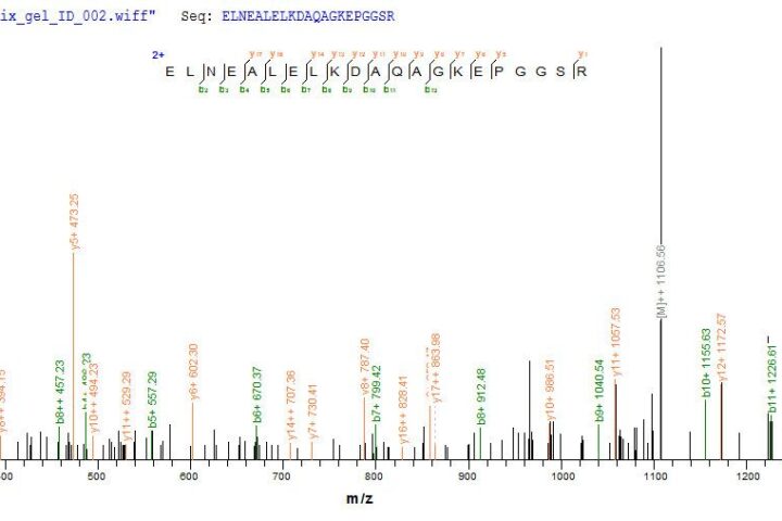 SEQUEST analysis of LC MS/MS spectra obtained from a run with QP6822 identified a match between this protein and the spectra of a peptide sequence that matches a region of p53 / TP53.