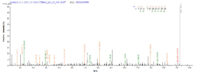 Additional SEQUEST analysis of the LC MS/MS spectra from QP6822 identified an additional between this protein and the spectra of another peptide sequence that matches a region of p53 / TP53 confirming successful recombinant synthesis.