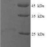 SDS-PAGE separation of QP6823 followed by commassie total protein stain results in a primary band consistent with reported data for p53 / TP53. These data demonstrate Greater than 90% as determined by SDS-PAGE.