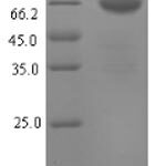 SDS-PAGE separation of QP6826 followed by commassie total protein stain results in a primary band consistent with reported data for Tryptophan Hydroxylase 1 / TPH1. These data demonstrate Greater than 90% as determined by SDS-PAGE.