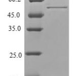 SDS-PAGE separation of QP6828 followed by commassie total protein stain results in a primary band consistent with reported data for TPM4 / Tropomyosin 4. These data demonstrate Greater than 80% as determined by SDS-PAGE.