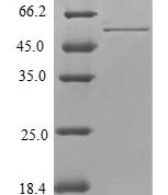 SDS-PAGE separation of QP6828 followed by commassie total protein stain results in a primary band consistent with reported data for TPM4 / Tropomyosin 4. These data demonstrate Greater than 80% as determined by SDS-PAGE.