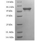 SDS-PAGE separation of QP6833 followed by commassie total protein stain results in a primary band consistent with reported data for Tryptase beta-2. These data demonstrate Greater than 90% as determined by SDS-PAGE.