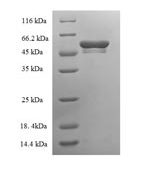 SDS-PAGE separation of QP6833 followed by commassie total protein stain results in a primary band consistent with reported data for Tryptase beta-2. These data demonstrate Greater than 90% as determined by SDS-PAGE.