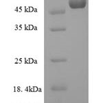 SDS-PAGE separation of QP6834 followed by commassie total protein stain results in a primary band consistent with reported data for Protein-tyrosine sulfotransferase 2. These data demonstrate Greater than 90% as determined by SDS-PAGE.