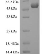 SDS-PAGE separation of QP6834 followed by commassie total protein stain results in a primary band consistent with reported data for Protein-tyrosine sulfotransferase 2. These data demonstrate Greater than 90% as determined by SDS-PAGE.
