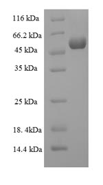 SDS-PAGE separation of QP6834 followed by commassie total protein stain results in a primary band consistent with reported data for Protein-tyrosine sulfotransferase 2. These data demonstrate Greater than 90% as determined by SDS-PAGE.
