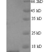 SDS-PAGE separation of QP6836 followed by commassie total protein stain results in a primary band consistent with reported data for T-cell receptor alpha chain C region. These data demonstrate Greater than 90% as determined by SDS-PAGE.