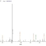 SEQUEST analysis of LC MS/MS spectra obtained from a run with QP6838 identified a match between this protein and the spectra of a peptide sequence that matches a region of TNF receptor-associated factor 6.