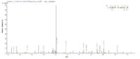 SEQUEST analysis of LC MS/MS spectra obtained from a run with QP6838 identified a match between this protein and the spectra of a peptide sequence that matches a region of TNF receptor-associated factor 6.