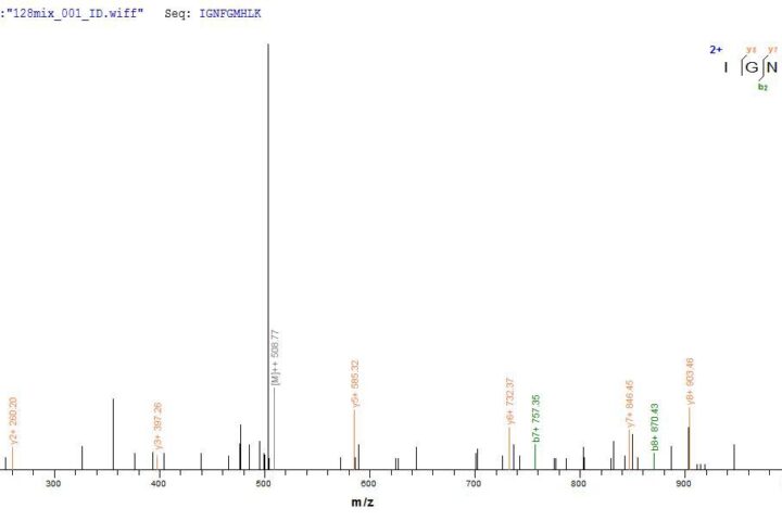 SEQUEST analysis of LC MS/MS spectra obtained from a run with QP6838 identified a match between this protein and the spectra of a peptide sequence that matches a region of TNF receptor-associated factor 6.