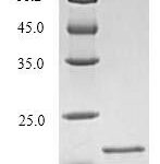 SDS-PAGE separation of QP6839 followed by commassie total protein stain results in a primary band consistent with reported data for TREM2. These data demonstrate Greater than 90% as determined by SDS-PAGE.