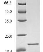SDS-PAGE separation of QP6839 followed by commassie total protein stain results in a primary band consistent with reported data for TREM2. These data demonstrate Greater than 90% as determined by SDS-PAGE.
