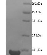 SDS-PAGE separation of QP6842 followed by commassie total protein stain results in a primary band consistent with reported data for Transcription intermediary factor 1-alpha. These data demonstrate Greater than 90% as determined by SDS-PAGE.