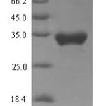 SDS-PAGE separation of QP6843 followed by commassie total protein stain results in a primary band consistent with reported data for TRPA1. These data demonstrate Greater than 90% as determined by SDS-PAGE.