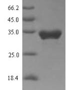 SDS-PAGE separation of QP6843 followed by commassie total protein stain results in a primary band consistent with reported data for TRPA1. These data demonstrate Greater than 90% as determined by SDS-PAGE.